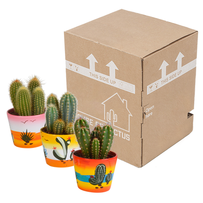 Cereus-Mischung 10,5 cm - 3x - in Mexicaanse pot