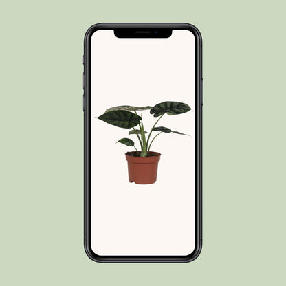 Alocasia Dragon Scale - Ø17cm - ↕35cm