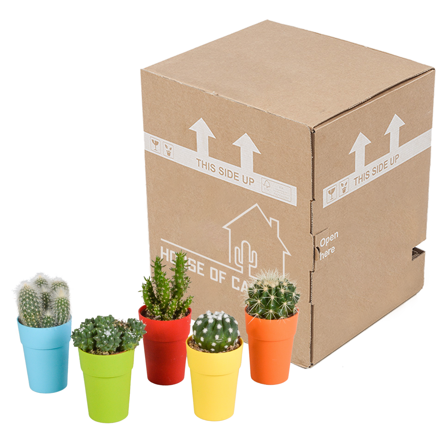 Kakteen Mix 5er Set – Mini Kakteen im Topf
