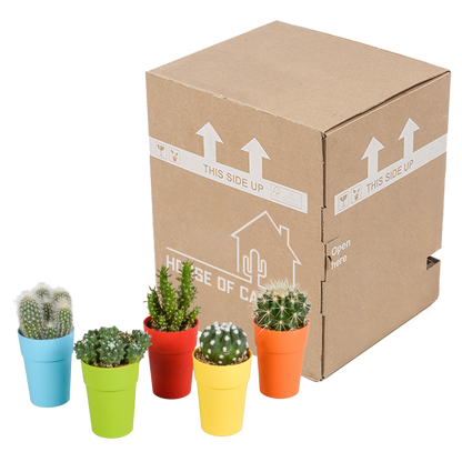 Kakteen Mix 5er Set – Mini Kakteen im Topf