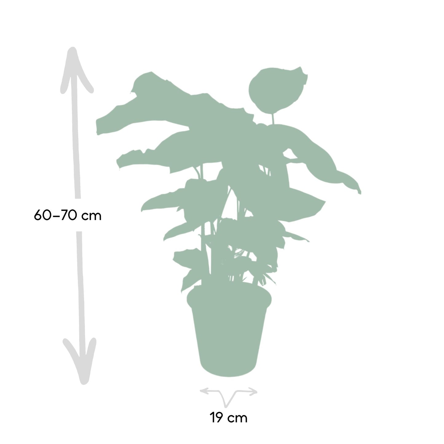 Calathea Whitestar - Pfauenpflanze - Ø19cm - ↕50cm