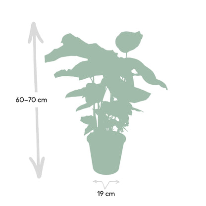 Calathea Whitestar - Pfauenpflanze - Ø19cm - ↕50cm