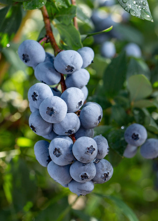 5x - Vaccinium corymbosum 'Brigitta Blue' - ↨45cm - Ø13