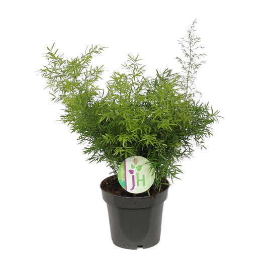 Asparagus Cwebe - Ø12cm - ↕30cm