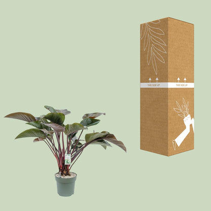 Philodendron Red Beauty - Ø30cm - ↕110cm
