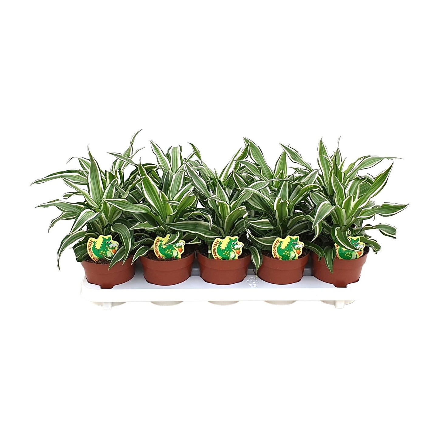 Dracaena Kanzi - Ø12cm - ↕22cm