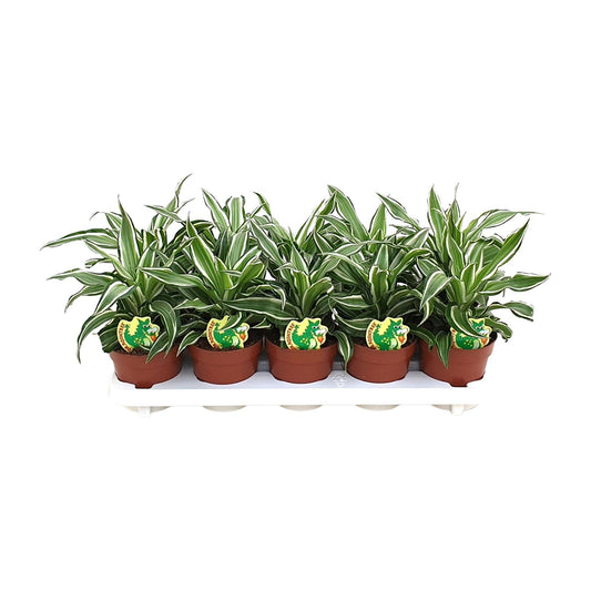 Dracaena Kanzi - Ø12cm - ↕22cm