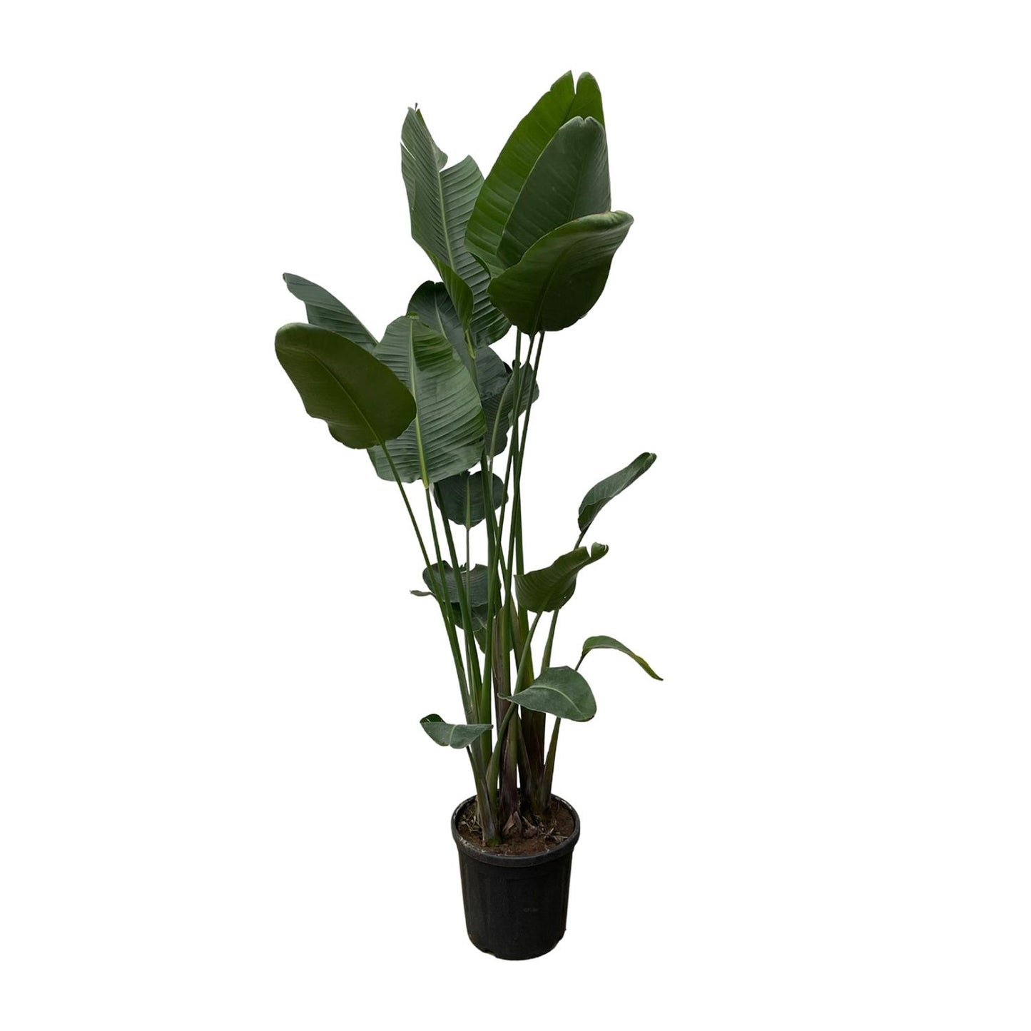 Paradiesvogelblume XXL – Strelitzia Nicolai 250 cm