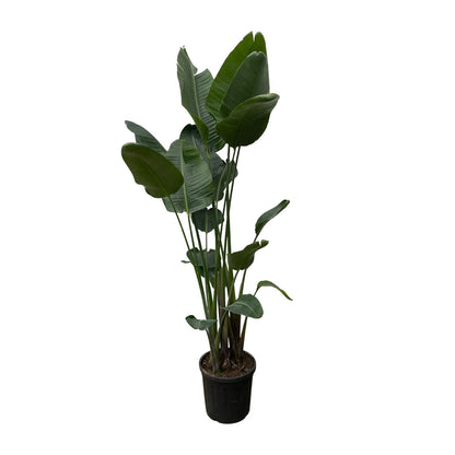 Paradiesvogelblume XXL – Strelitzia Nicolai 250 cm