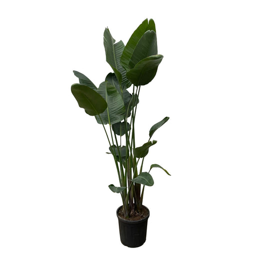 Paradiesvogelblume XXL – Strelitzia Nicolai 250 cm