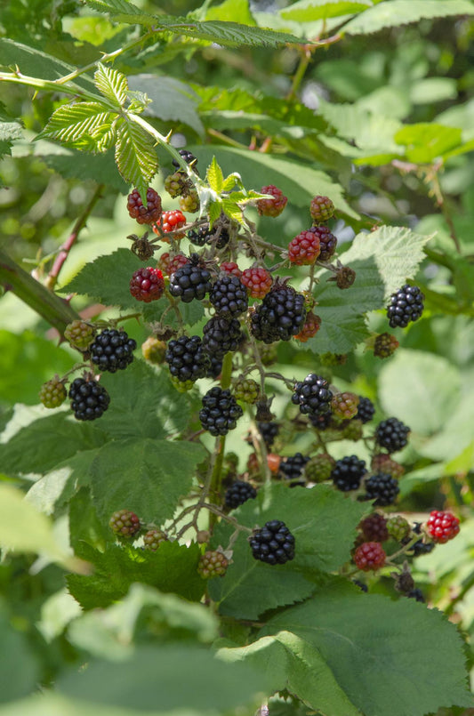 Rubus Lochness - Ø13cm - ↕45cm