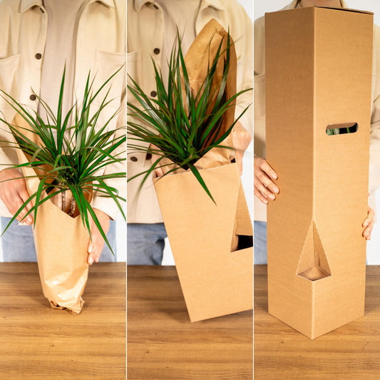 Zamioculcas Zamiifolia  - Ø17cm - ↕70cm