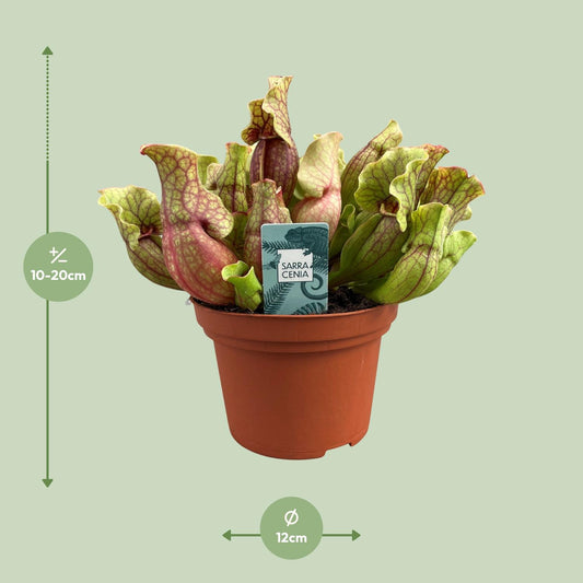 Sarracenia Purpurea - Ø12cm - ↕20cm