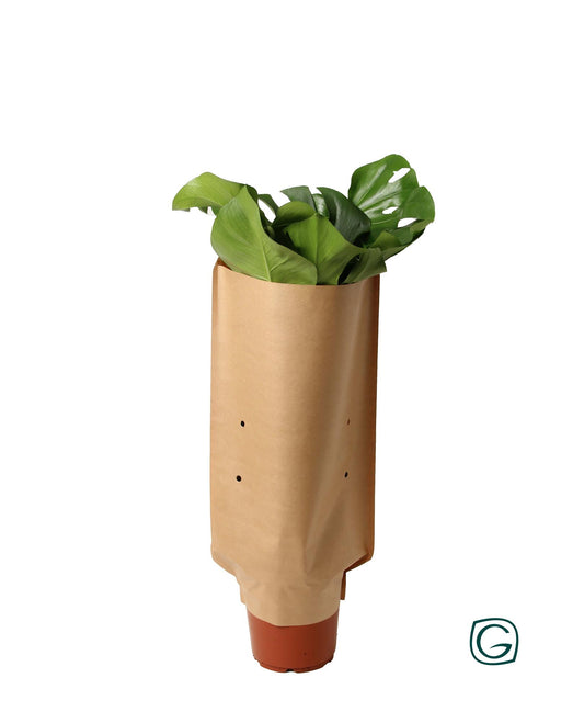 Monstera In Paper Sleeve - Ø21cm - ↕60cm