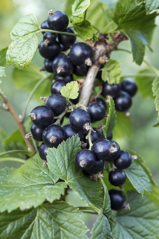 Ribes nigrum 'Ben Nevis' - Schwarze Johannisbeere - Ø13cm - ↕45cm