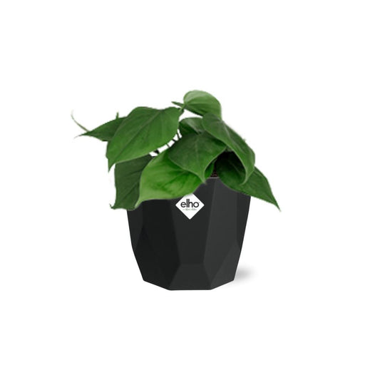 Philodendron Scandens in 14cm b.for rock living black
