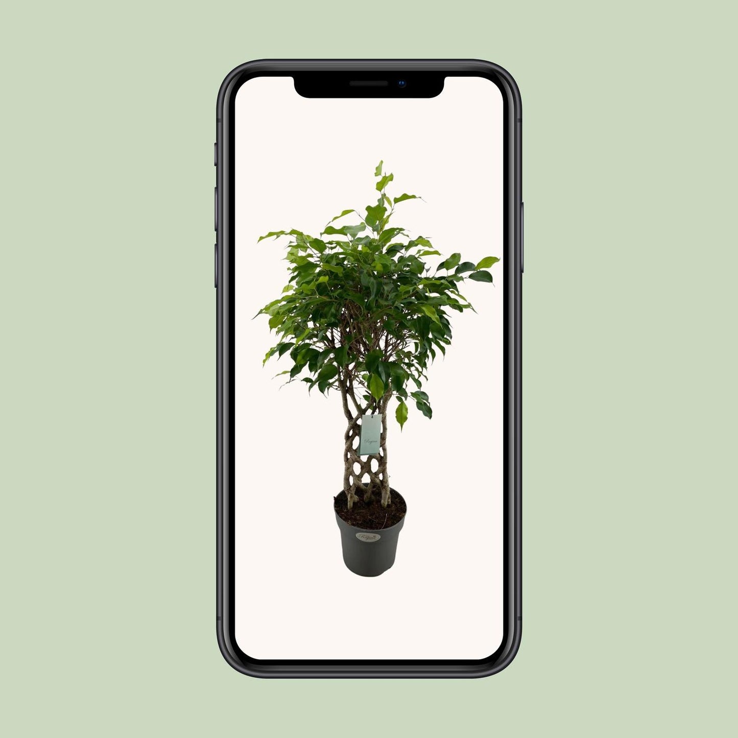 Ficus Benjamina Exotica matt - Ø24cm - ↕100cm
