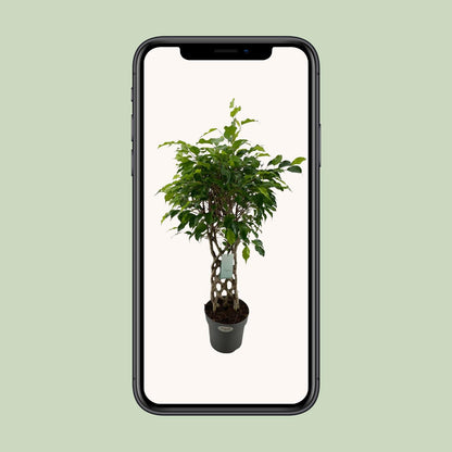 Ficus Benjamina Exotica matt - Ø24cm - ↕100cm