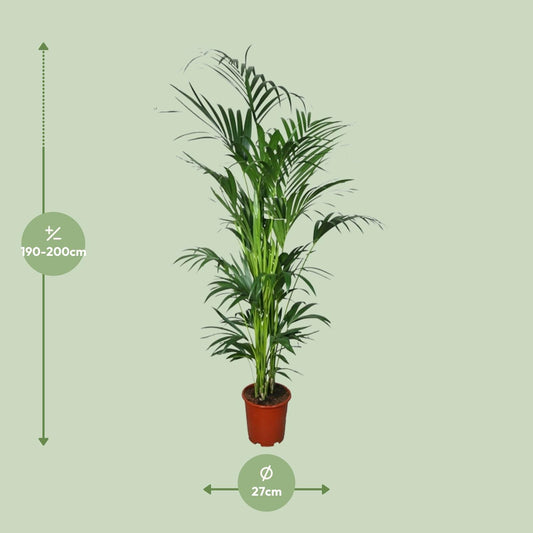 Howea - Ø27cm - ↕200cm