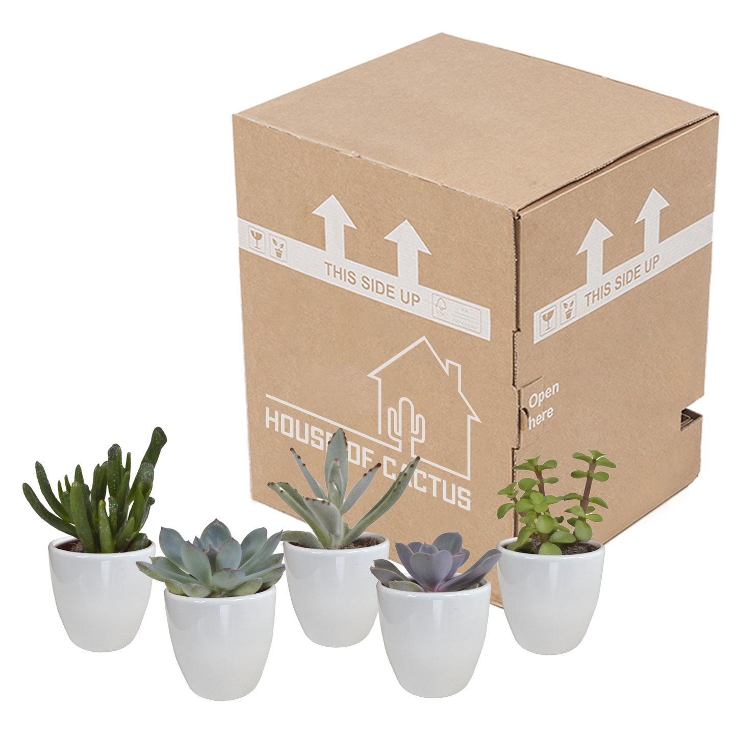 Vetplanten-Mischung 5,5 cm - 5x - in witte pot