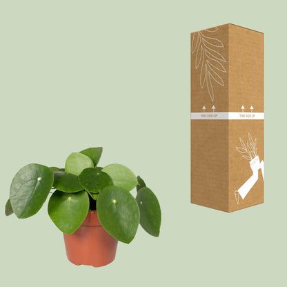Pilea Peperomiodes - Pfannkuchenfabrik - Ø12cm - ↕20cm