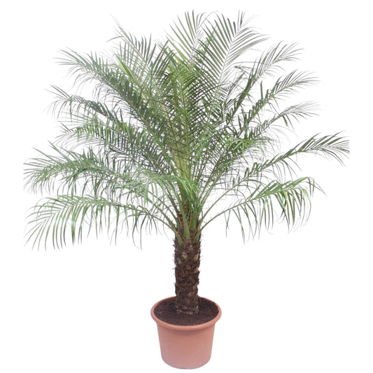 Phoenixpalme Roebelinii 200 cm – Exotische Zimmerpflanze