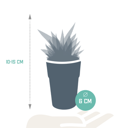 Gasterie & Haworthie Mix 5er – Pflegesukkulenten im 5,5cm Topf