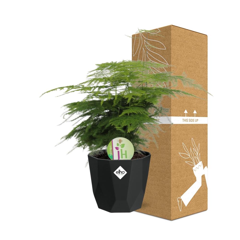 Asparagus ‘Plumosus’ in 14cm b.for rock living black