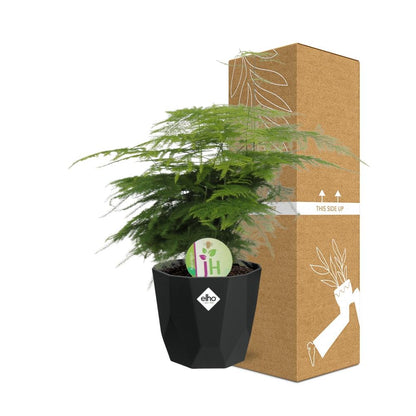 Asparagus ‘Plumosus’ in 14cm b.for rock living black