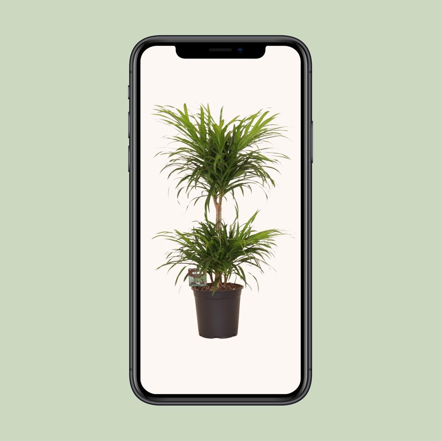Dracaena Refl. Anita Variegata - Ø21cm - ↕80cm