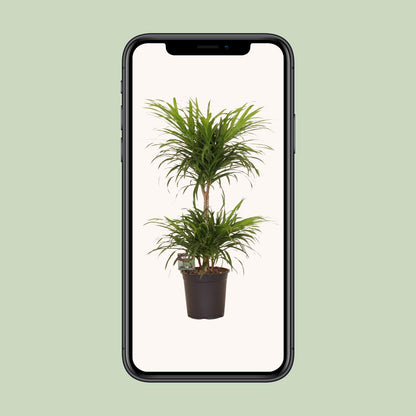 Dracaena Refl. Anita Variegata - Ø21cm - ↕80cm