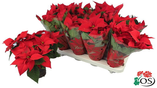 Euphorbia Mars Red Vertakt Met Hoes - Ø10,5cm - ↕30cm