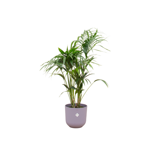 Kentia-Palme 130 cm im lila Design-Pflanztopf