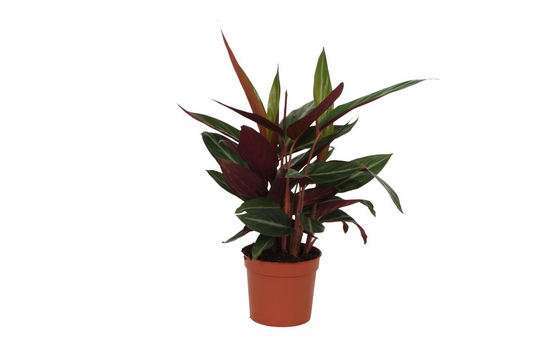 Zebra-Korbmarante Stripestar – Exotische Zimmerpflanze 40 cm