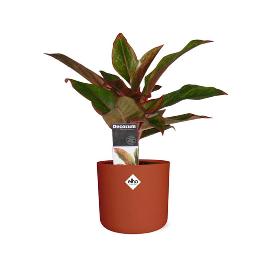 Aglaonema Crete in ELHO b.for soft rond 14cm brique