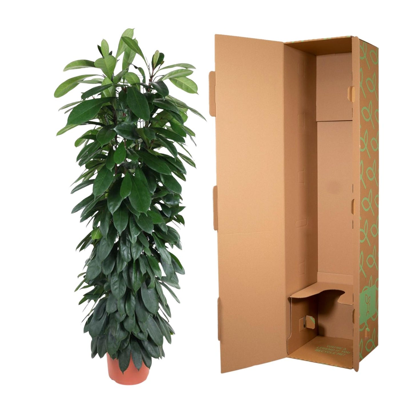 Säulenfeige 'Cyatistipula' – Elegante Zimmerpflanze 150 cm
