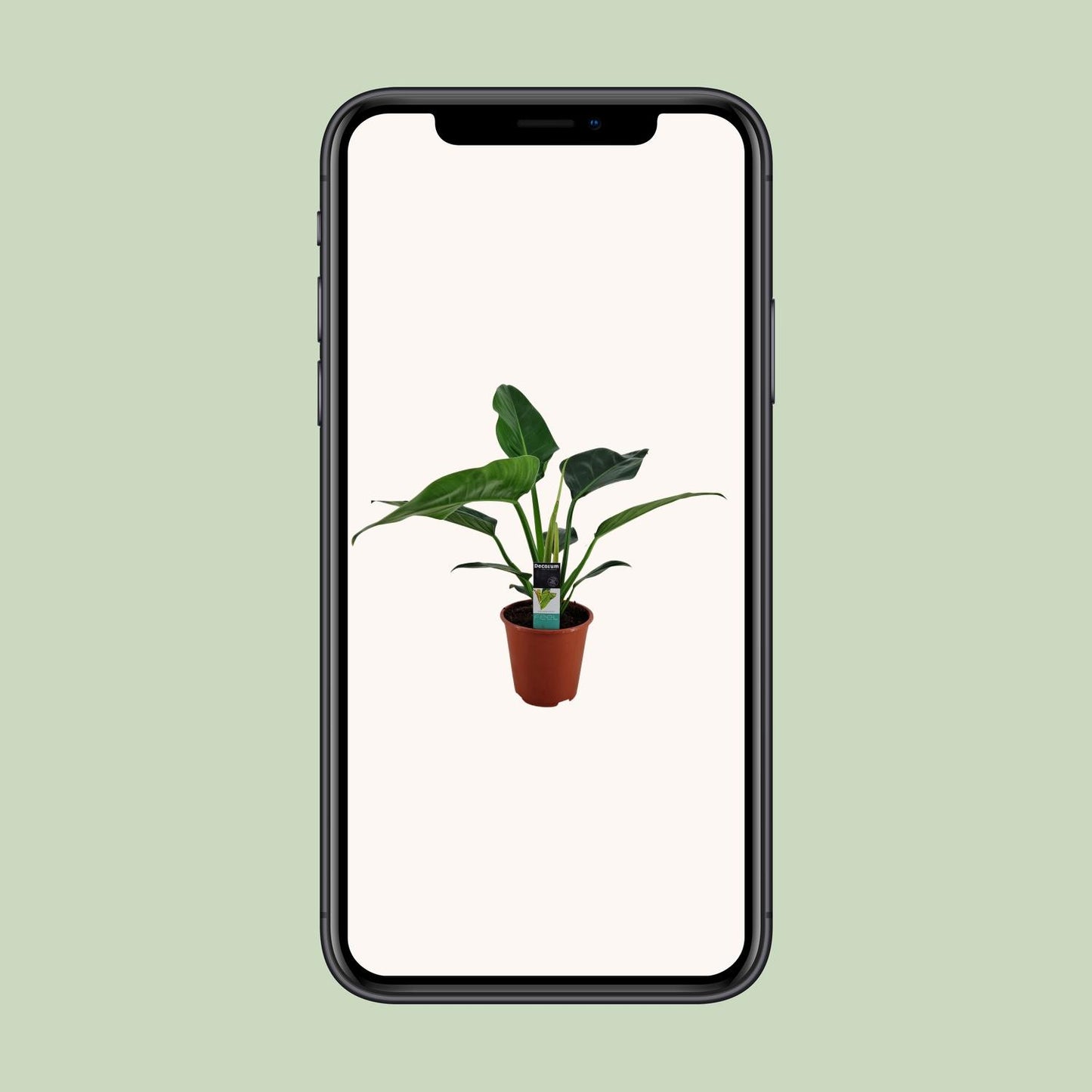 Philodendron Congo Millions - Ø19cm - ↕70cm