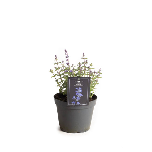 Nepeta Cat's Pajama's - Ø15cm - ↕30cm
