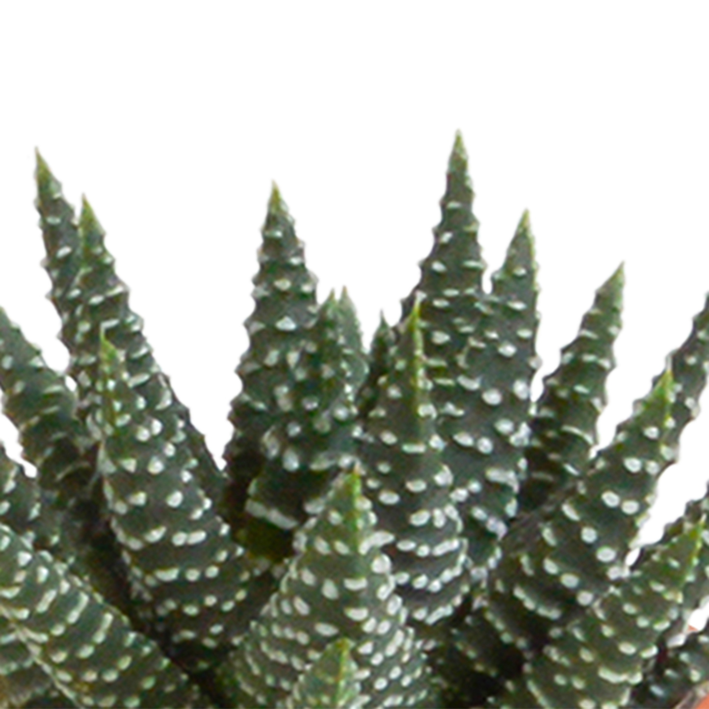 Cactus en vetplanten Mischung 5,5 cm | 15 stück - in Mexicaanse pot