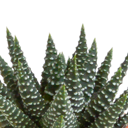 Cactus en vetplanten Mischung 5,5 cm | 15 stück - in Mexicaanse pot