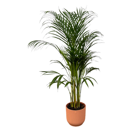 Areca Palme 110 cm – Stilvolle Goldfruchtpalme im Topf