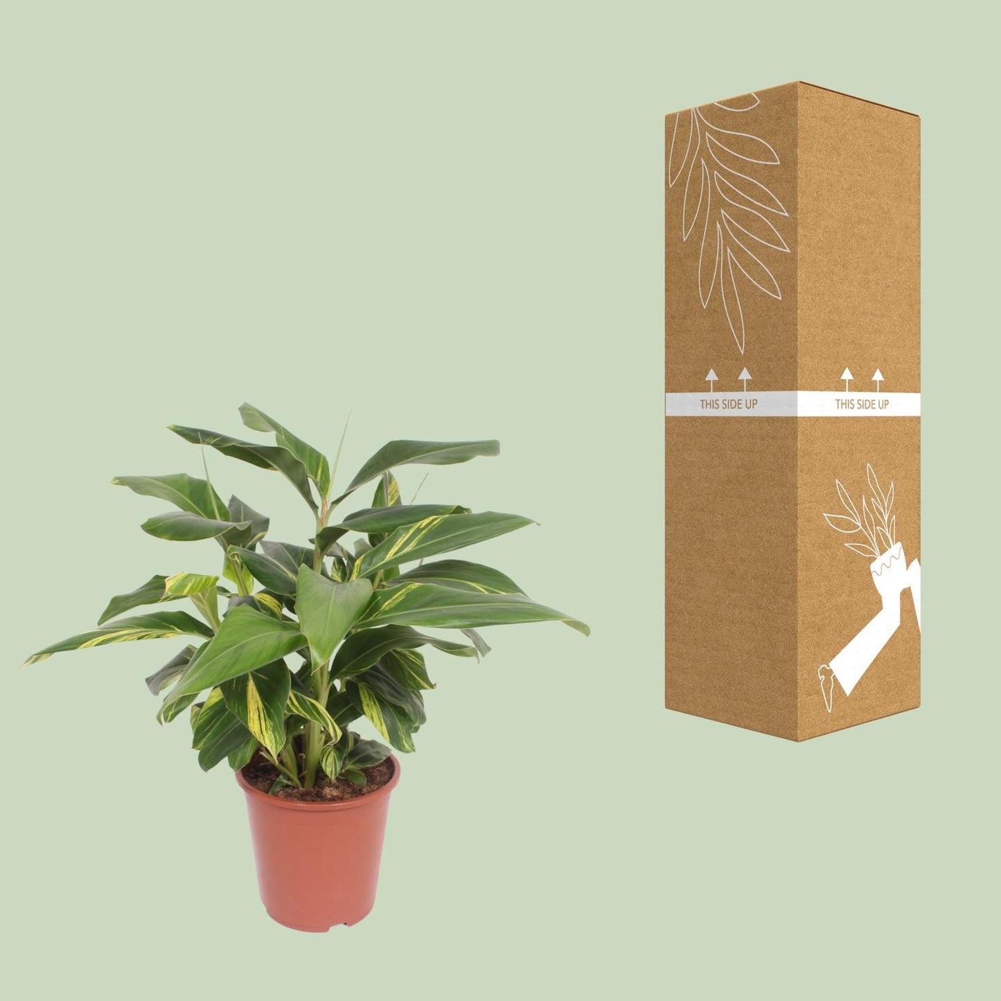 Alpinia Zerumbet Variegata - Ø27cm - ↕80cm