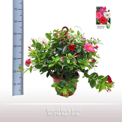 Sundaville Hanging Basket Tricolor - Ø25cm - ↕50cm