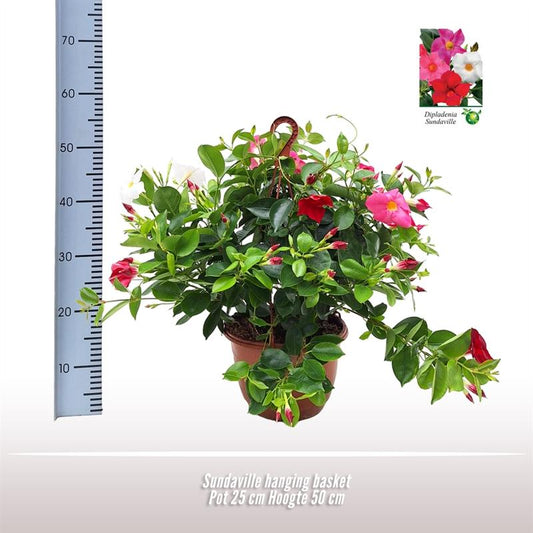 Sundaville Hanging Basket Tricolor - Ø25cm - ↕50cm