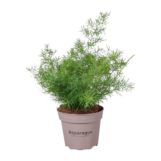 Asparagus Sprengeri - Ø15cm - ↕45cm