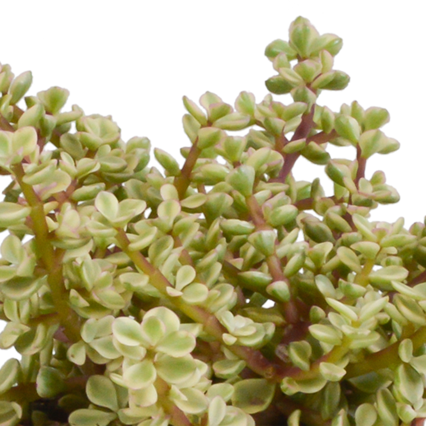 Crassula-Mischung 10,5 cm - 3x - in Mexicaanse pot