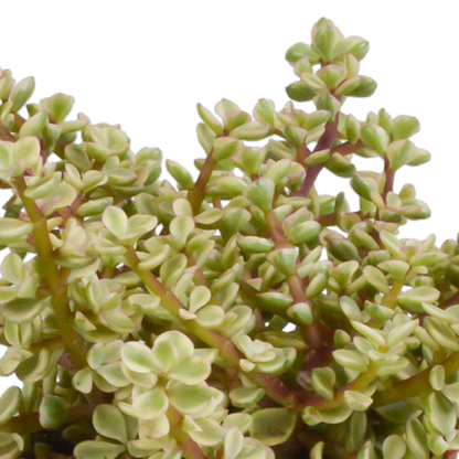 Crassula-Mischung 10,5 cm - 3x - in Mexicaanse pot