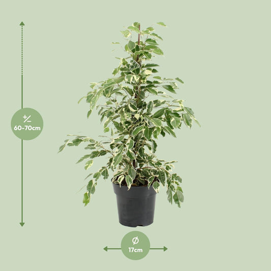 Ficus Benjamina Twilight - Ø17cm - ↕70cm