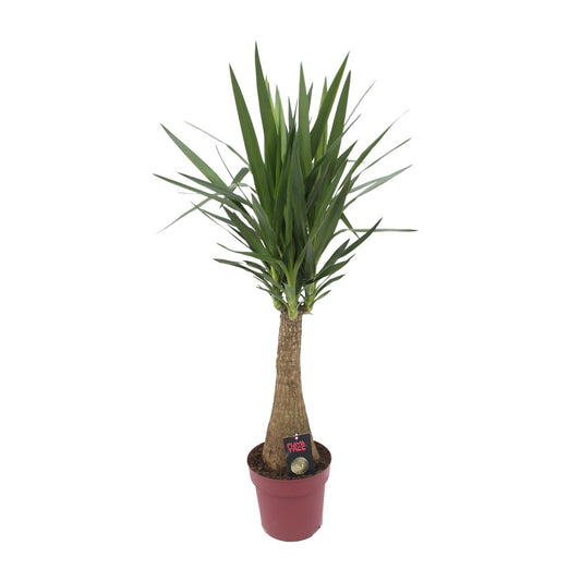 Yucca "Maya Tree" 60stam P27 - Ø27cm - ↕110cm
