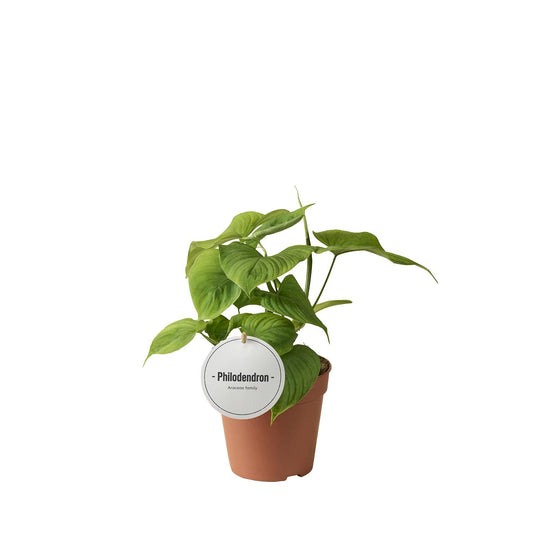 Philodendron Peru - Ø12cm - ↕30cm